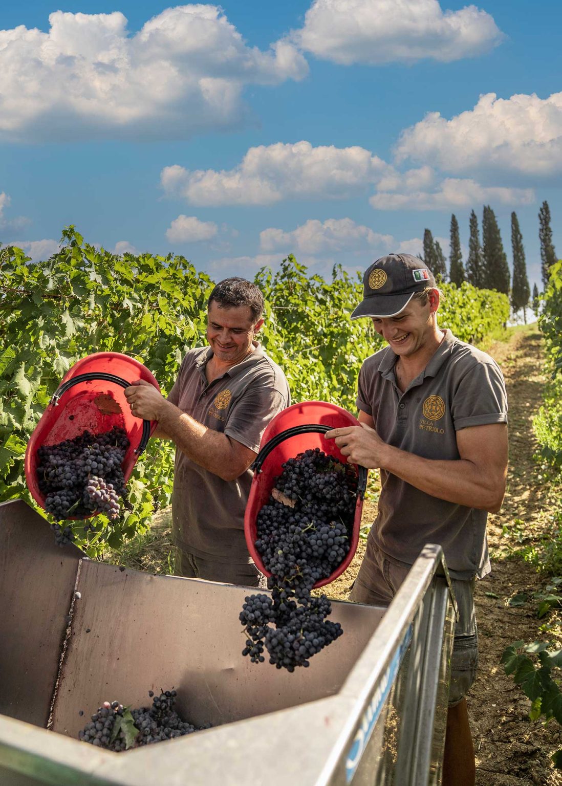 Grape harvest 2022 at Villa Petriolo Villa Petriolo